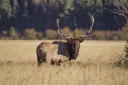 RMNP_2010_FALL_ELK_470