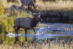 RMNP_2010_FALL_ELK_506