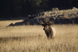 RMNP_2010_FALL_ELK_519