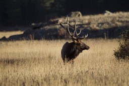 RMNP_2010_FALL_ELK_523