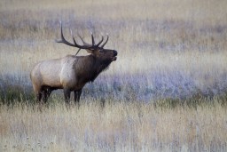 RMNP_2010_FALL_ELK_543