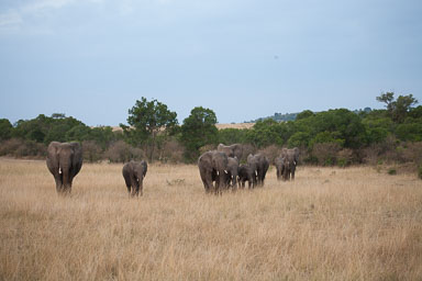 Africa_Laurie__1919.jpg