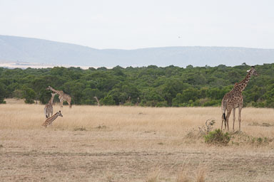 Africa_Laurie__1985.jpg