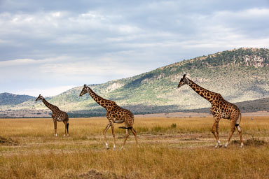 Africa_Roger__3276-Edit-Edit.jpg