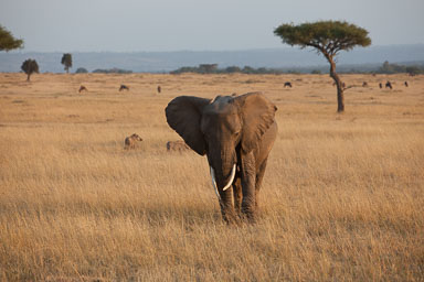 Africa_Roger__6118.jpg