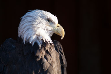 baldeagle0047.jpg