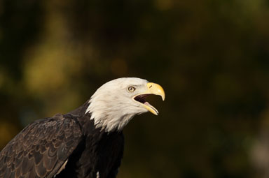 baldeagle_2_0009.jpg