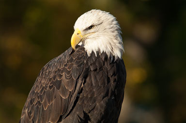 baldeagle_2_0022.jpg