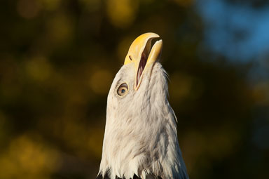 baldeagle_2_0033.jpg