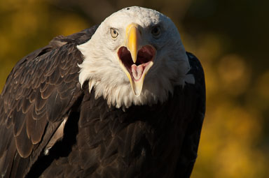 baldeagle_2_0038.jpg