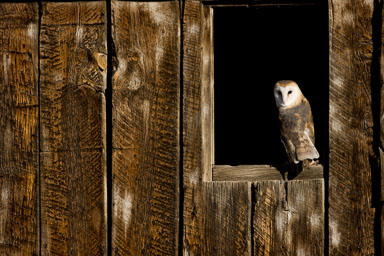 barn_owl-168-Edit.jpg