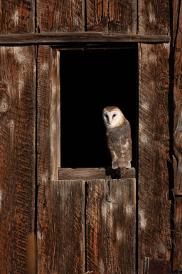 barn_owl-172.jpg