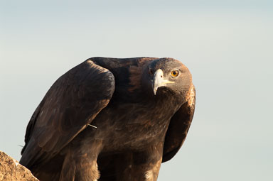 golden-eagle-3-131.jpg