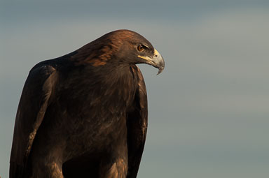 golden-eagle-3-139.jpg