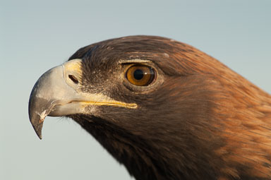 golden-eagle-3-173.jpg