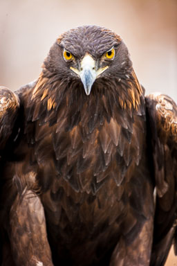 golden_eagle_ft-187.jpg