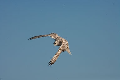 gyrfalcon-521.jpg