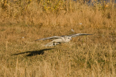 gyrfalcon-576-Edit-2.jpg