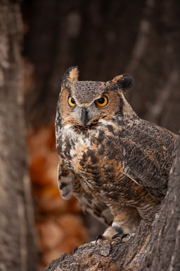 horned_owl-109.jpg