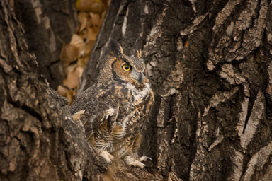 horned_owl-161-Edit.jpg