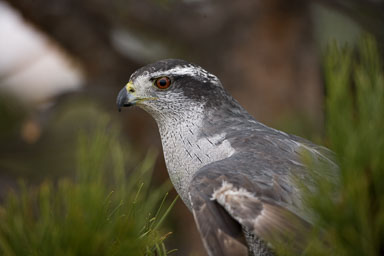 raptor_day2_am-640-Edit-Edit.jpg