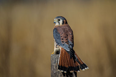 raptor_oct2014_pc-1631-Edit.jpg