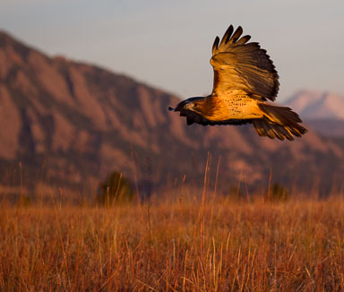 raptor_oct2014_pc-250.jpg