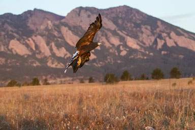 raptor_oct2014_pc-2577-Edit.jpg