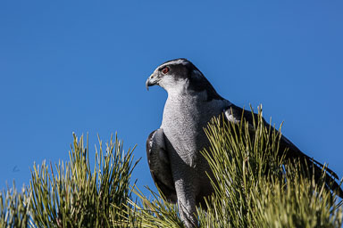 raptor_oct2014_pc-3266.jpg