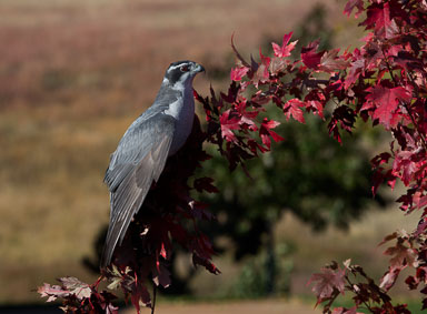 raptor_oct2014_pc-3275-Edit.jpg