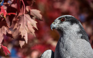 raptor_oct2014_pc-3368-Edit.jpg