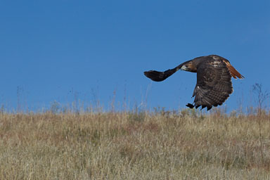 raptor_oct2014_pc-431.jpg