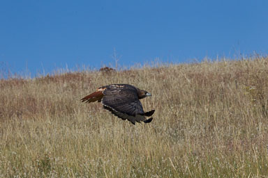 raptor_oct2014_pc-438.jpg