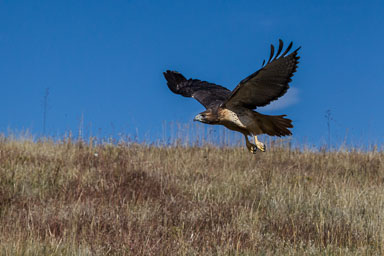 raptor_oct2014_pc-443-Edit-Edit.jpg