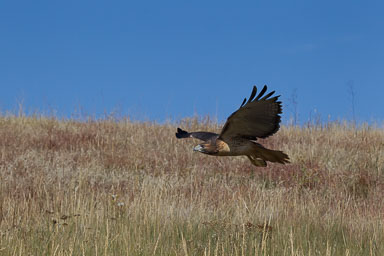 raptor_oct2014_pc-445.jpg