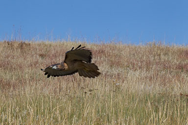 raptor_oct2014_pc-446.jpg