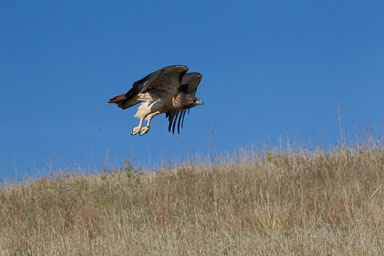 raptor_oct2014_pc-448-Edit.jpg