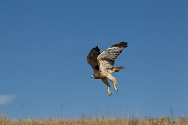 raptor_oct2014_pc-452-Edit.jpg