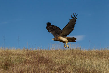 raptor_oct2014_pc-454-Edit.jpg