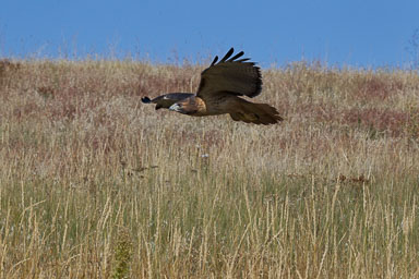 raptor_oct2014_pc-465.jpg