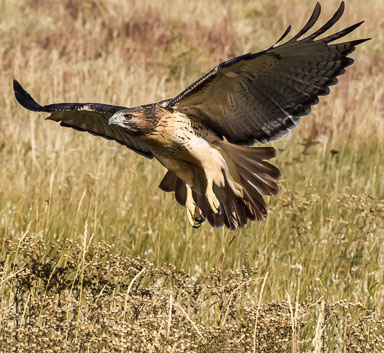 raptor_oct2014_pc-469.jpg