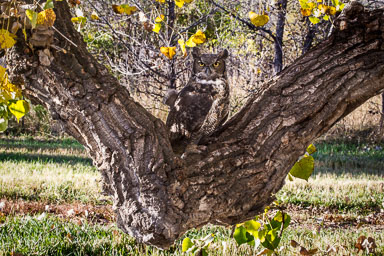 raptor_oct2014_pc-747-Edit.jpg