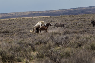 Wild Horses
 Hero